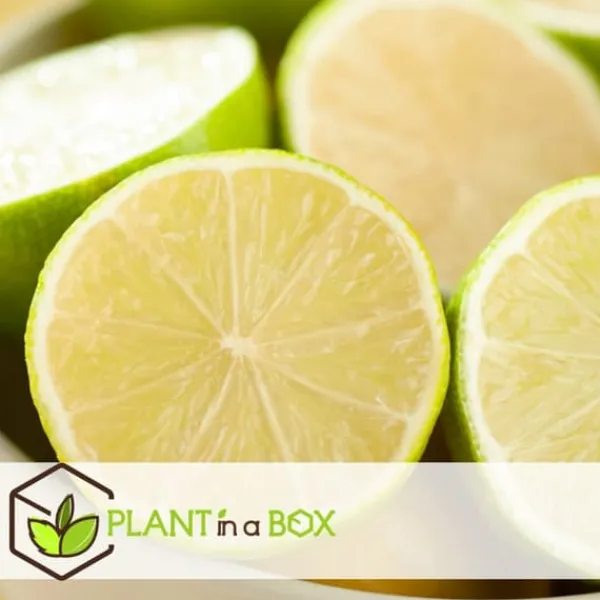Discount Lime - Sæt med 3 - Citrus aurantifolia - Højde 25-40cm - ⌀9cm Træ