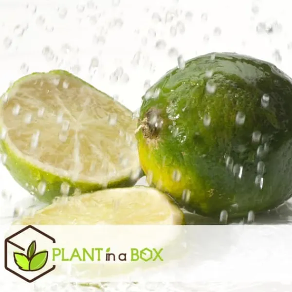 Discount Lime - Sæt med 3 - Citrus aurantifolia - Højde 25-40cm - ⌀9cm Træ