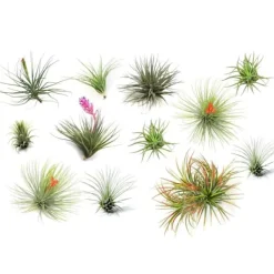 Sale Luftplante - Sæt med 12 - Tillandsia - Højde 5-15cm - ⌀5cm Krukkeplanter Indendørs