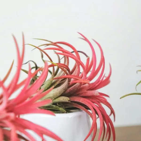 Outlet Luftplanter - Sæt med 3 - Tillandsia - Højde 5-15cm - ⌀5cm Krukkeplanter Indendørs