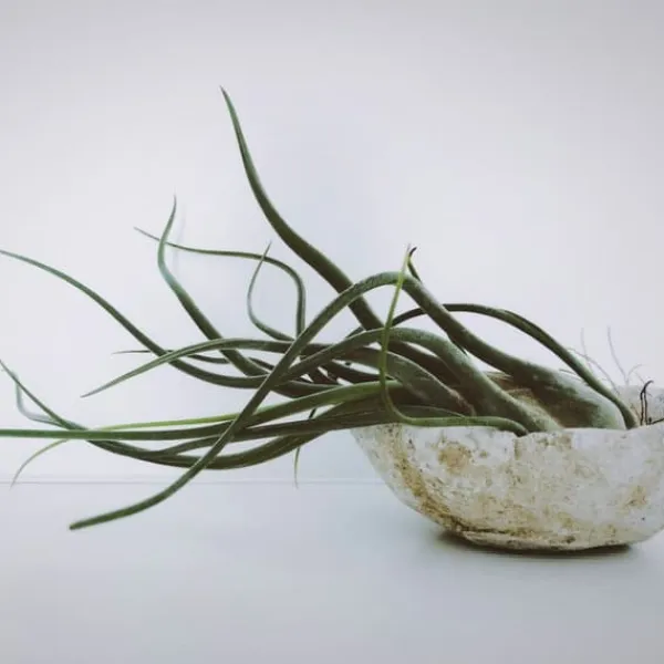 Outlet Luftplanter - Sæt med 3 - Tillandsia - Højde 5-15cm - ⌀5cm Krukkeplanter Indendørs