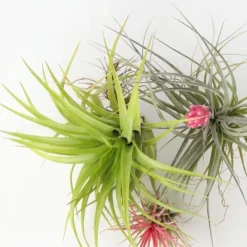 Outlet Luftplanter - Sæt med 3 - Tillandsia - Højde 5-15cm - ⌀5cm Krukkeplanter Indendørs