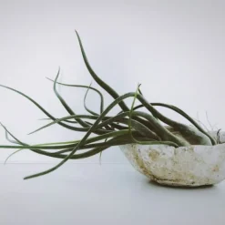 Outlet Luftplanter - Sæt med 10 - Tillandsia - Højde 5-15cm - ⌀5cm Krukkeplanter Indendørs