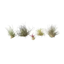 Krukkeplanter Indendørs^Luftplanter - Sæt med 6 - Tillandsia - Højde 5-15cm - ⌀5cm