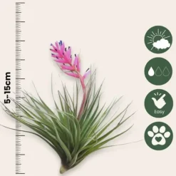 Krukkeplanter Indendørs^Luftplanter - Sæt med 6 - Tillandsia - Højde 5-15cm - ⌀5cm