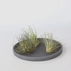 Krukkeplanter Indendørs^Luftplanter - Sæt med 5 - Tillandsia - Højde 5-15cm - ⌀5cm