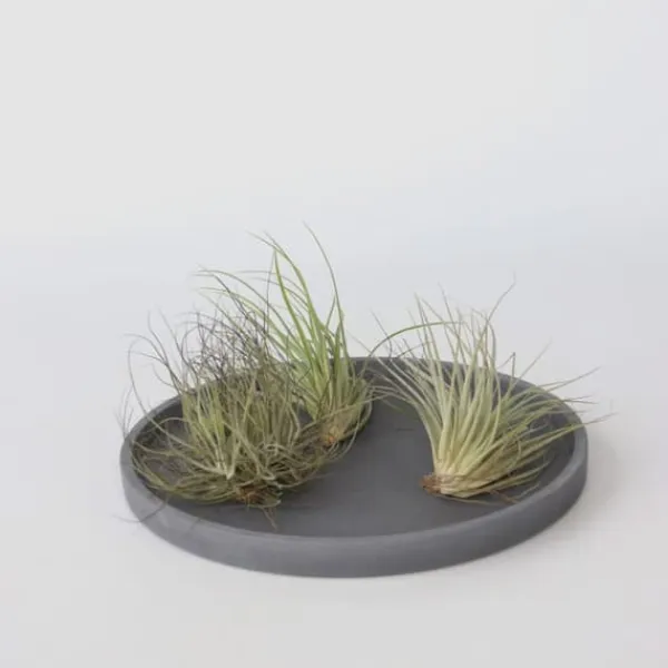 Krukkeplanter Indendørs^Luftplanter - Sæt med 5 - Tillandsia - Højde 5-15cm - ⌀5cm