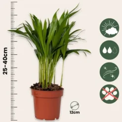 Krukkeplanter Indendørs^Luftrensende anlæg - Sæt med 5 - Inkluderer kurv - Højde 25-40cm - ⌀12cm