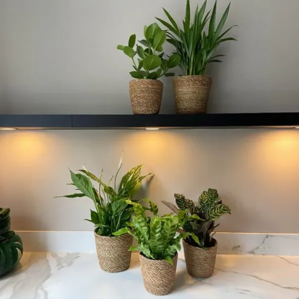 Krukkeplanter Indendørs^Luftrensende anlæg - Sæt med 5 - Inkluderer kurv - Højde 25-40cm - ⌀12cm