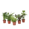 Krukkeplanter Indendørs^Luftrensende anlæg - Sæt med 5 - Højde 25-40cm - ⌀12cm
