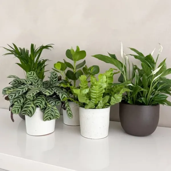 Krukkeplanter Indendørs^Luftrensende anlæg - Sæt med 5 - Højde 25-40cm - ⌀12cm