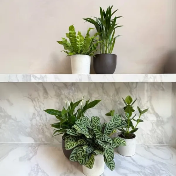 Krukkeplanter Indendørs^Luftrensende anlæg - Sæt med 5 - Højde 25-40cm - ⌀12cm