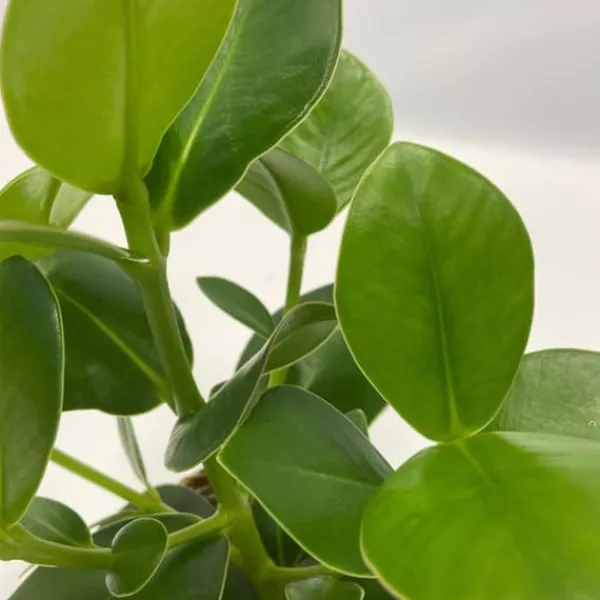 Krukkeplanter Indendørs^Luftrensende anlæg - Sæt med 5 - Højde 25-40cm - ⌀12cm