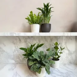 Outlet Luftrensende anlæg - Sæt med 5 - Højde 25-40cm - ⌀12cm Krukkeplanter Indendørs