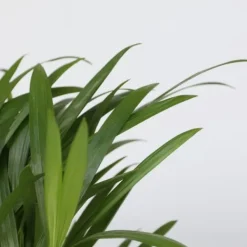 Outlet Luftrensende anlæg - Sæt med 5 - Højde 25-40cm - ⌀12cm Krukkeplanter Indendørs