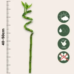 Krukkeplanter Indendørs^Lykkebambus - Sæt med 12 - Dracaena sanderiana - Højde 40-50cm - ⌀2cm