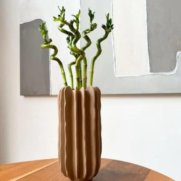 Krukkeplanter Indendørs^Lykkebambus - Sæt med 12 - Dracaena sanderiana - Højde 40-50cm - ⌀2cm