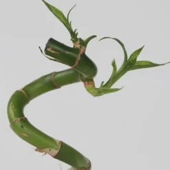 Krukkeplanter Indendørs^Lykkebambus - Sæt med 12 - Dracaena sanderiana - Højde 40-50cm - ⌀2cm