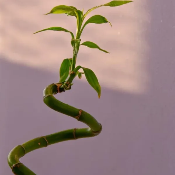 Lykkebambus - Sæt med 6 - Dracaena sanderiana - Højde 40-50cm - ⌀2cm Krukkeplanter Indendørs