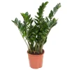 Krukkeplanter Indendørs^Lykkebregne - Zamioculcas Emerald - Højde 70-80cm - ⌀21cm