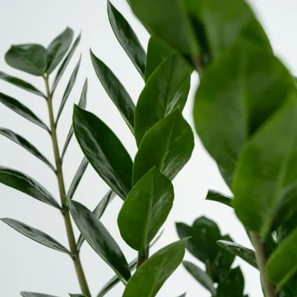 Online Lykkebregne - Zamioculcas Zamiifolia - Højde 55-65cm - ⌀17cm Krukkeplanter Indendørs