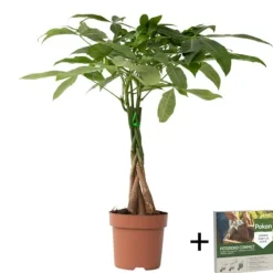 Krukkeplanter Indendørs^Lykkekastanje - Pachira aquatica - Højde 60-70cm - ⌀17cm
