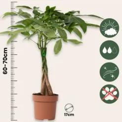 Krukkeplanter Indendørs^Lykkekastanje - Pachira aquatica - Højde 60-70cm - ⌀17cm