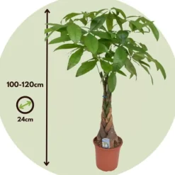 Krukkeplanter Indendørs^Lykkekastanje - Pachira aquatica - Højde 100-120cm - ⌀24cm