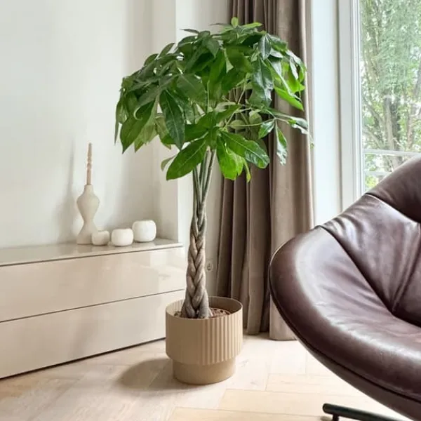 Krukkeplanter Indendørs^Lykkekastanje - Pachira aquatica - Højde 100-120cm - ⌀24cm