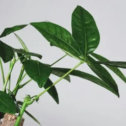 Krukkeplanter Indendørs^Lykkekastanje - Pachira aquatica - Højde 100-120cm - ⌀24cm