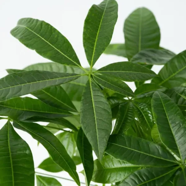 Krukkeplanter Indendørs^Lykkekastanje - Pachira aquatica - Højde 100-120cm - ⌀24cm