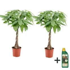 New Lykkekastanje - Sæt med 2 - Pachira aquatica - Højde 60-70cm - ⌀17cm Krukkeplanter Indendørs