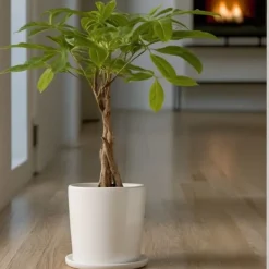 New Lykkekastanje - Sæt med 2 - Pachira aquatica - Højde 60-70cm - ⌀17cm Krukkeplanter Indendørs