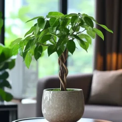 New Lykkekastanje - Sæt med 2 - Pachira aquatica - Højde 60-70cm - ⌀17cm Krukkeplanter Indendørs
