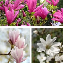 Buskads^Magnoliablande - Sæt med 3 - Magnolia - Højde 25-40cm - ⌀9cm