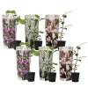 Buskads^Magnoliablande - Sæt med 6 - Magnolia - Højde 25-40cm - ⌀9cm