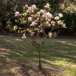 Buskads^Magnoliablande - Sæt med 6 - Magnolia - Højde 25-40cm - ⌀9cm