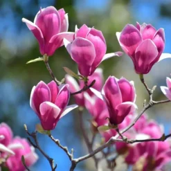 Buskads^Magnoliablande - Sæt med 6 - Magnolia - Højde 25-40cm - ⌀9cm