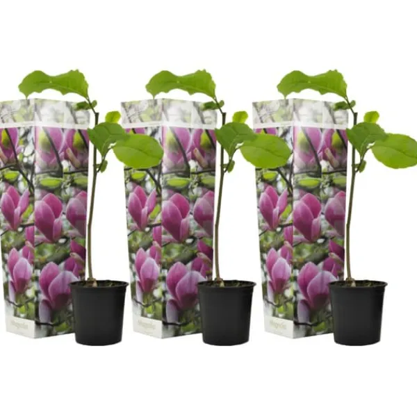 Hot Magnoliabuske - Sæt med 3 - Magnolia 'Susan' - Højde 25-40cm - ⌀9cm Haveplanter