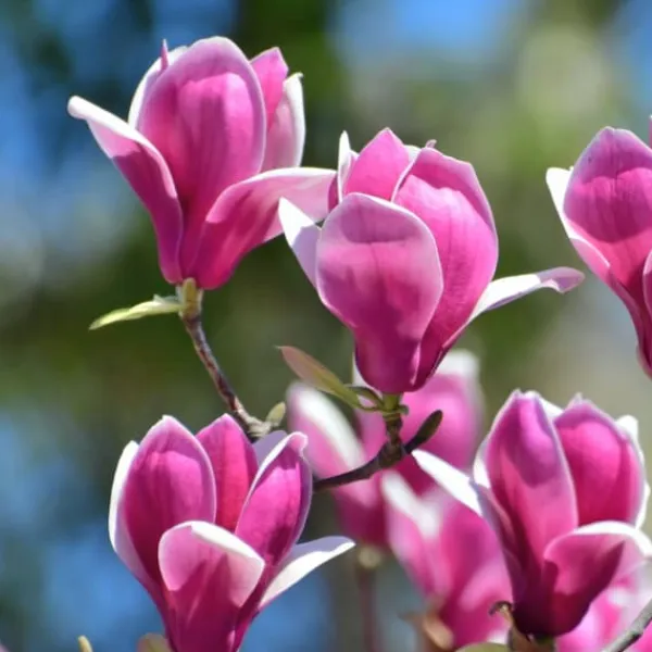Hot Magnoliabuske - Sæt med 3 - Magnolia 'Susan' - Højde 25-40cm - ⌀9cm Haveplanter