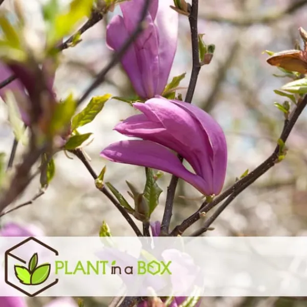 Hot Magnoliabuske - Sæt med 3 - Magnolia 'Susan' - Højde 25-40cm - ⌀9cm Haveplanter