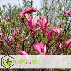 Hot Magnoliabuske - Sæt med 3 - Magnolia 'Susan' - Højde 25-40cm - ⌀9cm Haveplanter