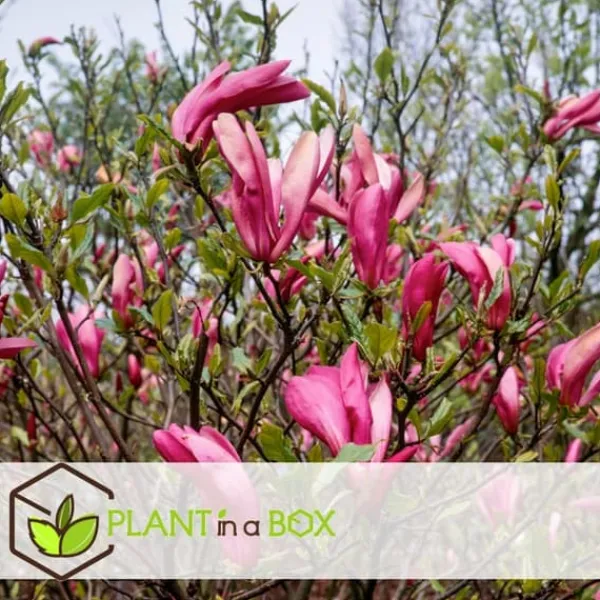 Hot Magnoliabuske - Sæt med 3 - Magnolia 'Susan' - Højde 25-40cm - ⌀9cm Haveplanter