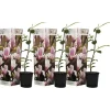 Haveplanter^Magnoliabuske - Sæt med 3 - Magnolia 'Soulangea' - Højde 25-40cm - ⌀9cm