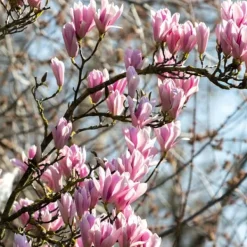 Haveplanter^Magnoliabuske - Sæt med 3 - Magnolia 'Soulangea' - Højde 25-40cm - ⌀9cm
