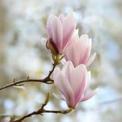 Haveplanter^Magnoliabuske - Sæt med 3 - Magnolia 'Soulangea' - Højde 25-40cm - ⌀9cm