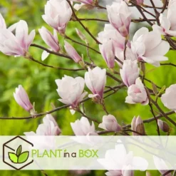 Haveplanter^Magnoliabuske - Sæt med 3 - Magnolia 'Soulangea' - Højde 25-40cm - ⌀9cm