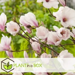 Haveplanter^Magnoliabuske - Sæt med 3 - Magnolia 'Soulangea' - Højde 25-40cm - ⌀9cm
