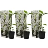 New Magnoliabuske - Sæt med 3 - Magnolia 'Stellata' - Højde 25-40cm - ⌀9cm Haveplanter
