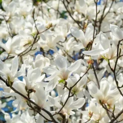New Magnoliabuske - Sæt med 3 - Magnolia 'Stellata' - Højde 25-40cm - ⌀9cm Haveplanter